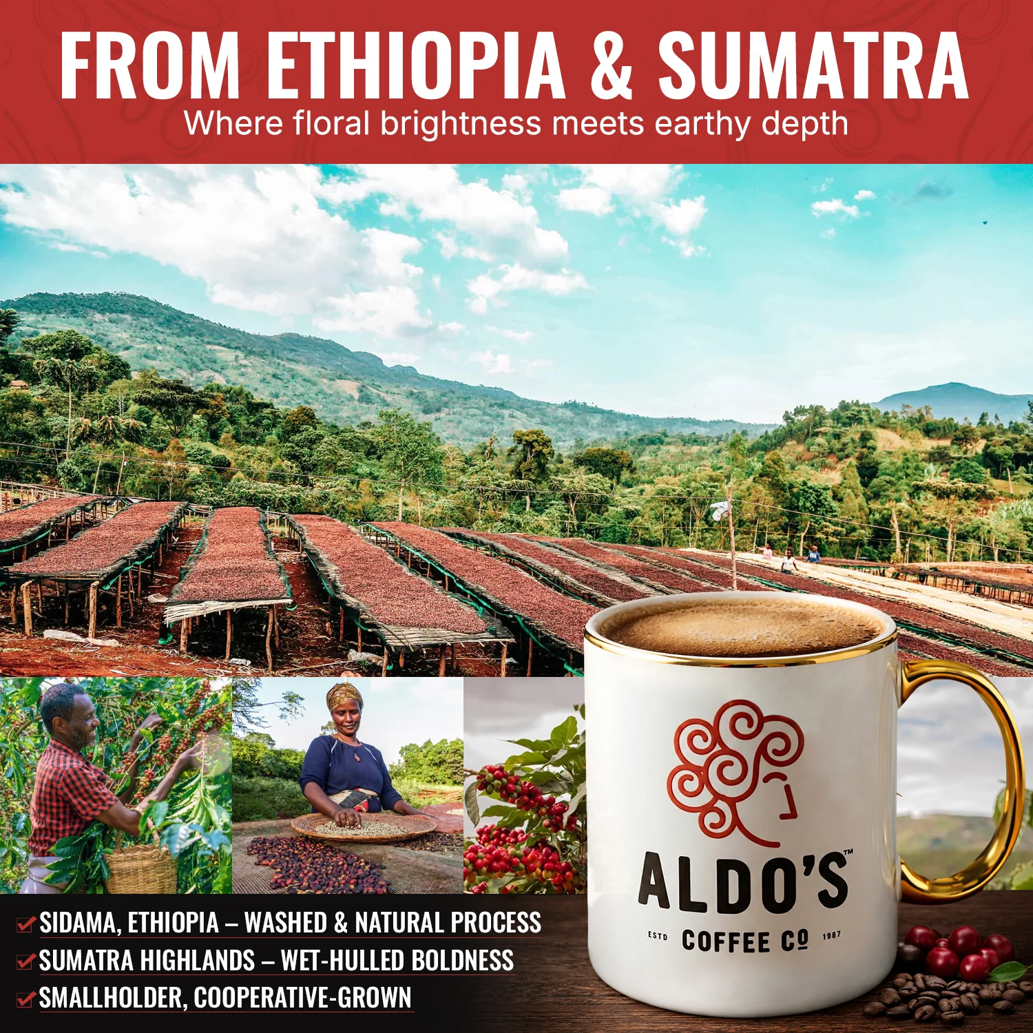 Orient Espresso™ Signature Blend (Dark Roast) 5