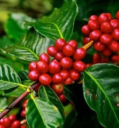 Costa-Ragua Blend NEW! Medium roast from TM Ward Coffee